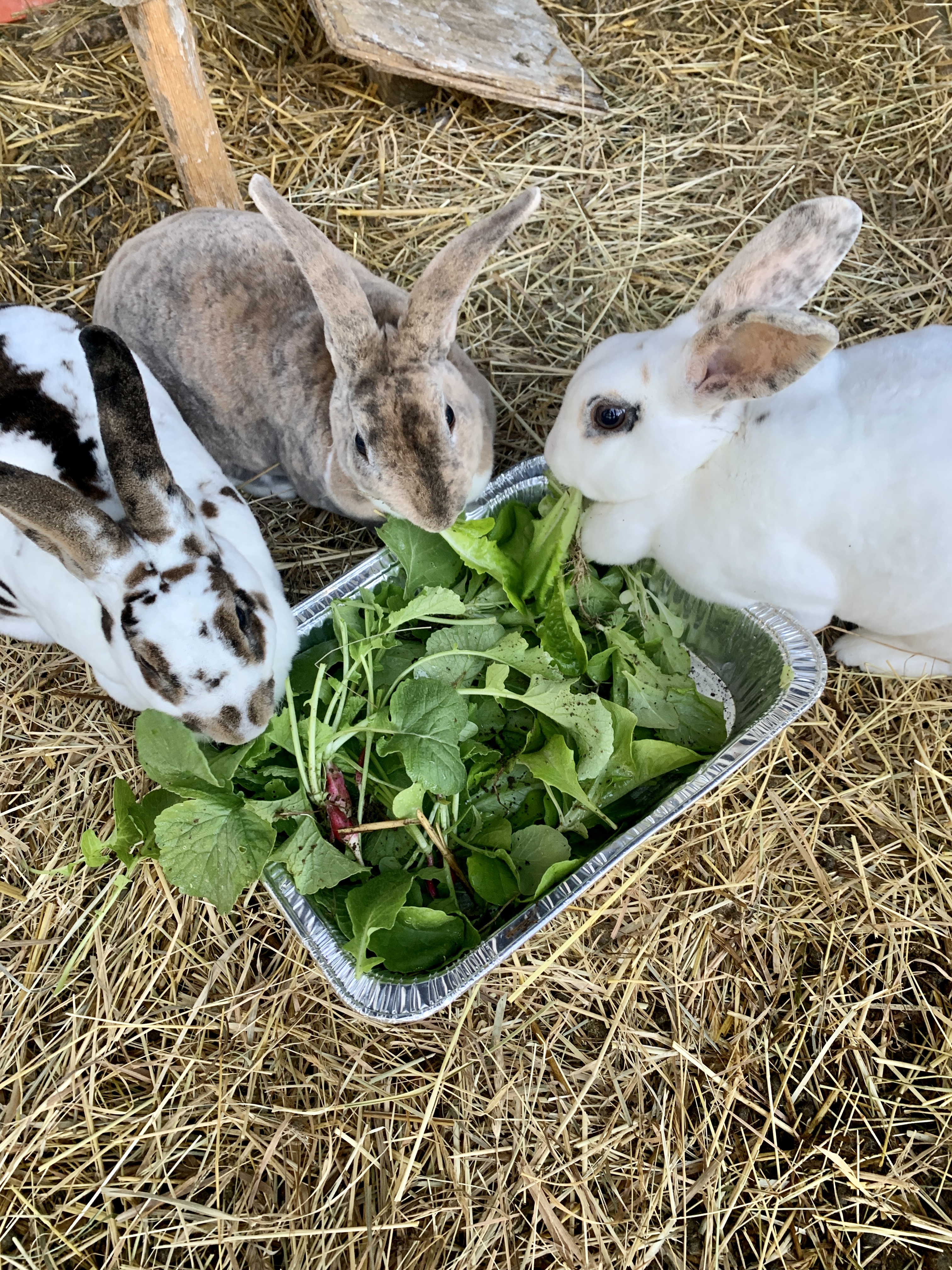 Garden Update